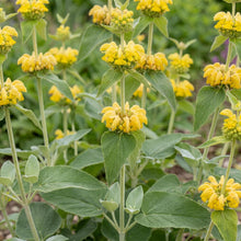 Load image into Gallery viewer, OpenPlantData Phlomis russeliana
