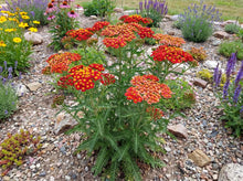 Load image into Gallery viewer, OpenPlantData Achillea Paprika
