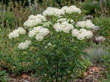 Load image into Gallery viewer, OpenPlantData Asclepias incarnata Ice Ballet
