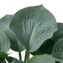 Load image into Gallery viewer, OpenPlantData Hosta Big Daddy
