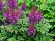 Load image into Gallery viewer, OpenPlantData Astilbe Chinensis Mighty Max
