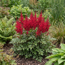 Load image into Gallery viewer, OpenPlantData Astilbe Vision Vulcano
