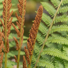 Load image into Gallery viewer, OpenPlantData Osmunda Cinnamomea Cinnamon Fern
