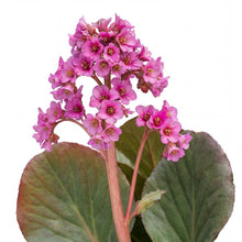 Load image into Gallery viewer, OpenPlantData Bergenia Winterglow

