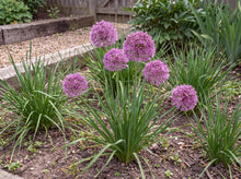Load image into Gallery viewer, OpenPlantData Allium Millenium
