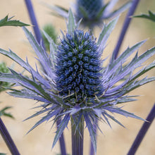 Load image into Gallery viewer, OpenPlantData Eryngium Big Blue
