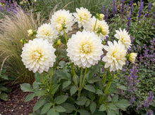 Load image into Gallery viewer, OpenPlantData Dahlia Bull's Pride
