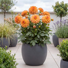 Load image into Gallery viewer, OpenPlantData Dahlia GoGo Orange
