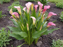 Load image into Gallery viewer, OpenPlantData Calla Strawberry Blush
