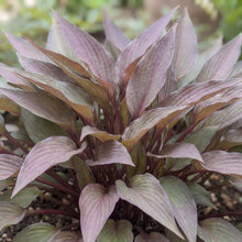 Load image into Gallery viewer, OpenPlantData Hosta Bloodline
