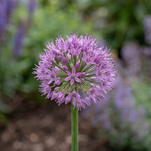 Load image into Gallery viewer, OpenPlantData Allium Millenium
