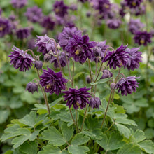 Load image into Gallery viewer, OpenPlantData Geranium phaeum Joseph Green
