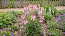 Load image into Gallery viewer, OpenPlantData Sidalcea Candy Girl
