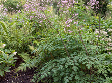 Load image into Gallery viewer, OpenPlantData Thalictrum delavayi
