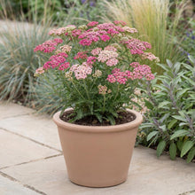 Load image into Gallery viewer, OpenPlantData Achillea Summerwine
