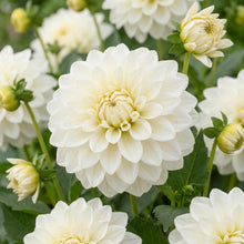 Load image into Gallery viewer, OpenPlantData Dahlia GoGo White
