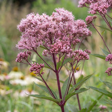 Load image into Gallery viewer, OpenPlantData Eupatorium Maculatum Gateway
