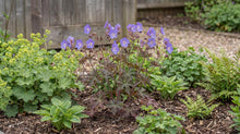 Load image into Gallery viewer, OpenPlantData Geranium Kaya
