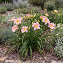 Load image into Gallery viewer, OpenPlantData Hemerocallis Catherine Woodbury
