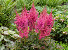 Load image into Gallery viewer, OpenPlantData Astilbe J Elisabeth Van Veen
