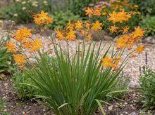 Load image into Gallery viewer, OpenPlantData Crocosmia crocosmiiflora Star of the East
