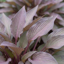 Load image into Gallery viewer, OpenPlantData Hosta Bloodline
