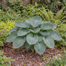 Load image into Gallery viewer, OpenPlantData Hosta Big Daddy
