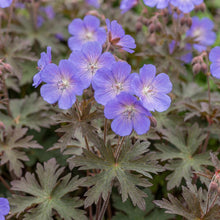 Load image into Gallery viewer, OpenPlantData Geranium Kaya
