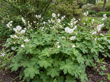 Load image into Gallery viewer, OpenPlantData Geranium phaeum Album
