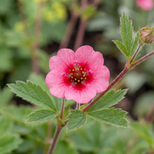 Load image into Gallery viewer, OpenPlantData Potentilla nepalensis 'Miss Willmott'
