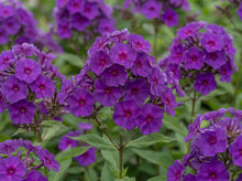 Load image into Gallery viewer, OpenPlantData Phlox Nicky
