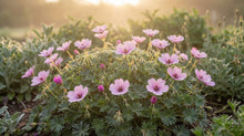 Load image into Gallery viewer, OpenPlantData Geranium cinereum Ballerina
