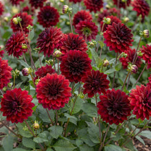 Load image into Gallery viewer, OpenPlantData Dahlia Arabian Night
