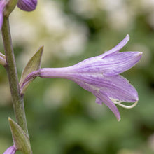 Load image into Gallery viewer, OpenPlantData Hosta Golden Tiara
