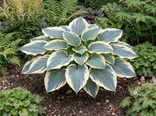 Load image into Gallery viewer, OpenPlantData Hosta Blue Ivory

