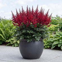 Load image into Gallery viewer, OpenPlantData Astilbe Arendsii Fanal

