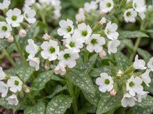 Load image into Gallery viewer, OpenPlantData Pulmonaria Officinalis Sissinghurst White
