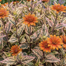 Load image into Gallery viewer, OpenPlantData Heliopsis Heli Orange Marble
