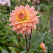 Load image into Gallery viewer, OpenPlantData Dahlia Extase
