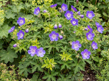Load image into Gallery viewer, OpenPlantData Geranium Rozanne
