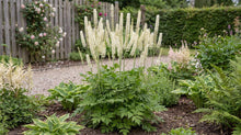 Load image into Gallery viewer, OpenPlantData Actaea racemosa
