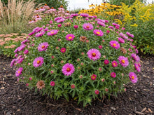 Load image into Gallery viewer, OpenPlantData Aster Jenny

