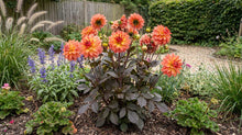 Load image into Gallery viewer, OpenPlantData Dahlia Camelot
