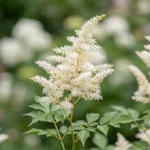 Load image into Gallery viewer, OpenPlantData Aruncus dioicus
