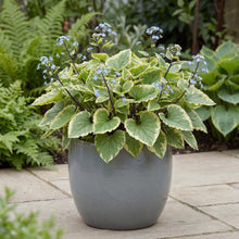 Load image into Gallery viewer, OpenPlantData Brunnera macrophylla Hadspen Cream
