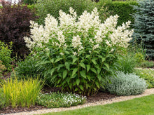 Load image into Gallery viewer, OpenPlantData Persicaria Polymorpha
