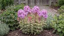 Load image into Gallery viewer, OpenPlantData Phlox paniculata Olympus
