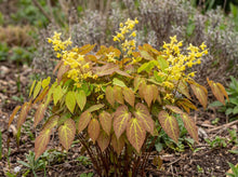 Load image into Gallery viewer, OpenPlantData Epimedium perralchicum Frohnleiten
