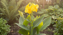 Load image into Gallery viewer, OpenPlantData Canna Tropical Yellow
