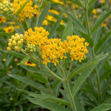 Load image into Gallery viewer, OpenPlantData Asclepias tuberosa Hello Yellow
